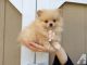 Pomeranian Puppies for sale in Boligee, AL 35443, USA. price: NA