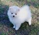 Pomeranian Puppies for sale in Port St Lucie, FL, USA. price: $300