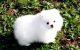 Pomeranian Puppies for sale in Baltimore, MD, USA. price: NA