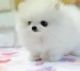 Pomeranian Puppies for sale in Adairsville, GA 30103, USA. price: NA