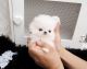 Pomeranian Puppies for sale in Fargo, ND, USA. price: $400
