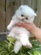 Pomeranian Puppies for sale in South Bend, IN, USA. price: NA