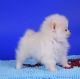 Pomeranian Puppies for sale in Green Bay, WI, USA. price: NA