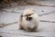 Pomeranian Puppies for sale in Evansville, WY, USA. price: NA