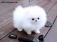 Pomeranian Puppies for sale in Clarksdale, MS, USA. price: NA