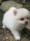 Pomeranian Puppies for sale in Overland Park, KS, USA. price: $300