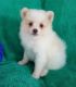 Pomeranian Puppies for sale in Dayton, OH, USA. price: NA