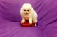 Pomeranian Puppies for sale in Chelsea, VT 05038, USA. price: $250
