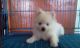 Pomeranian Puppies for sale in Caloocan, Metro Manila, Philippines. price: 12000 PHP