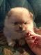 Pomeranian Puppies for sale in Atlantic Highlands, NJ, USA. price: NA