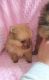 Pomeranian Puppies for sale in Afton, WY 83110, USA. price: NA