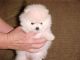 Pomeranian Puppies for sale in Chesapeake, VA, USA. price: NA
