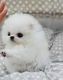 Pomeranian Puppies for sale in Dayton, OH, USA. price: $400