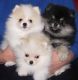 Pomeranian Puppies for sale in Dayton, OH, USA. price: NA