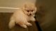 Pomeranian Puppies for sale in Riverside, CA, USA. price: $600