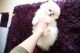 Pomeranian Puppies for sale in Vader, WA, USA. price: $400
