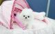 Pomeranian Puppies for sale in Berkeley, CA, USA. price: NA
