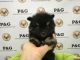 Pomeranian Puppies for sale in Des Moines, IA, USA. price: NA