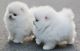 Pomeranian Puppies for sale in Niles, MI 49120, USA. price: NA