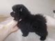 Pomeranian Puppies for sale in Alder Flats, AB T0C, Canada. price: NA