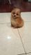 Pomeranian Puppies for sale in Alder Flats, AB T0C, Canada. price: NA
