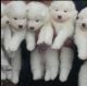 Pomeranian Puppies for sale in Swannanoa, NC 28778, USA. price: NA