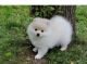 Pomeranian Puppies for sale in Swannanoa, NC 28778, USA. price: NA
