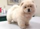 Pomeranian Puppies for sale in Hollywood, FL, USA. price: $650