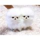 Pomeranian Puppies for sale in Arlington, VA, USA. price: NA