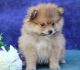 Pomeranian Puppies for sale in Caddo Mills, TX 75135, USA. price: NA