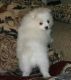Pomeranian Puppies for sale in Little Rock, AR, USA. price: NA