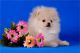Pomeranian Puppies for sale in Sioux Falls, SD, USA. price: NA