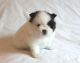 Pomeranian Puppies for sale in Bay City, OR 97107, USA. price: NA