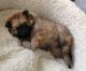 Pomeranian Puppies for sale in Crestwood, KY 40014, USA. price: NA