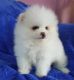 Pomeranian Puppies for sale in Wilmington, NC, USA. price: NA