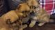 Pomeranian Puppies for sale in Boulder, CO, USA. price: NA