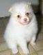Pomeranian Puppies for sale in Augusta, GA, USA. price: NA