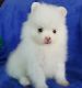 Pomeranian Puppies for sale in Lancaster, CA, USA. price: NA