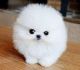 Pomeranian Puppies for sale in Yona Ball Park, Yona, Guam. price: NA
