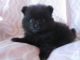 Pomeranian Puppies for sale in Yorktown, IN, USA. price: NA