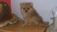 Pomeranian Puppies for sale in Yorktown, IN, USA. price: NA