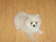 Pomeranian Puppies for sale in Grand Prairie, TX, USA. price: NA