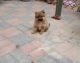 Pomeranian Puppies for sale in Buffalo, NY, USA. price: $400
