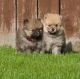 Pomeranian Puppies for sale in Springfield, CO 81073, USA. price: NA