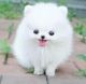Pomeranian Puppies for sale in Ontario, CA, USA. price: NA