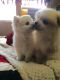 Pomeranian Puppies for sale in Exeter, RI, USA. price: $800