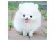 Pomeranian Puppies for sale in Independence, MO, USA. price: NA