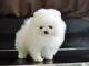 Pomeranian Puppies for sale in Albin, WY 82050, USA. price: NA