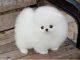 Pomeranian Puppies for sale in Arvada, WY 82831, USA. price: NA
