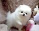 Pomeranian Puppies for sale in Long Beach, CA, USA. price: NA